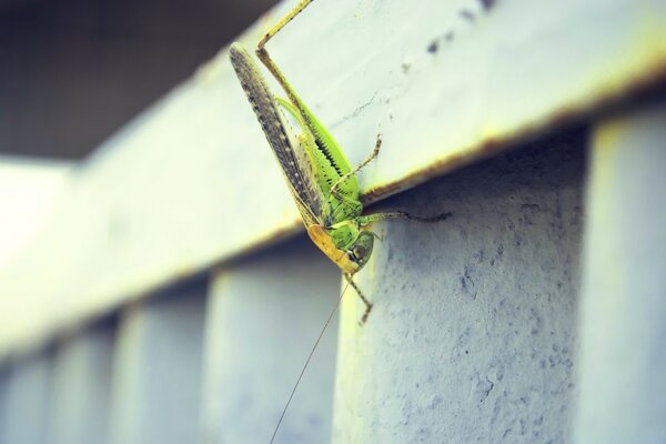 Insecto saltamontes naturaleza invertebrado