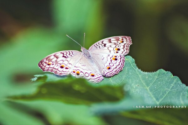 Papillon rose sur feuille verte