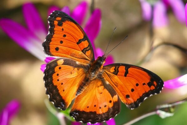 一只明亮的橙色蝴蝶降落在粉红色的花朵上