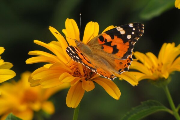 Insekten finden diese Person oft