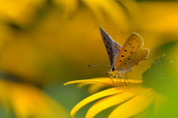 Schmetterling auf gelbe Blume Makro