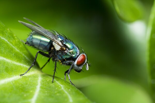 La mosca si siede su una foglia verde