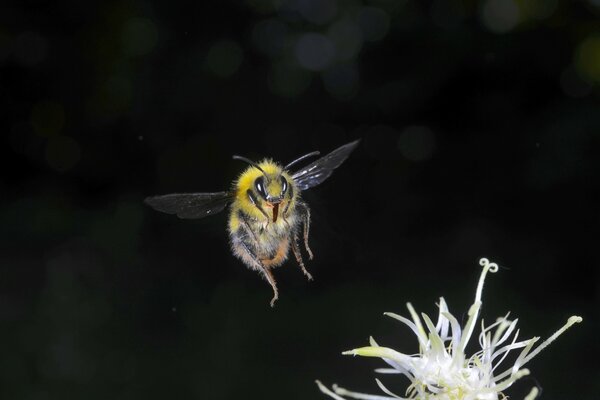 A bee in flight on a dark background