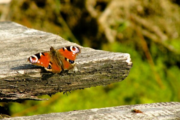 A butterfly basks under the rays of the sun