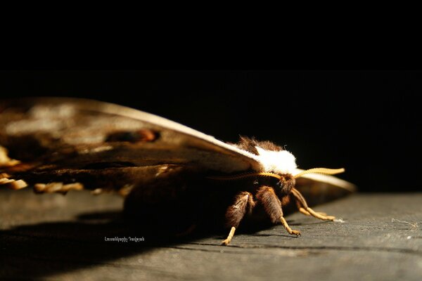 Insecto con alas sobre un fondo oscuro