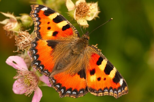 A butterfly with outstretched wings sits on a flower