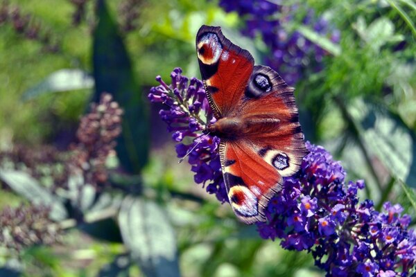 A borboleta gira bem na floresta