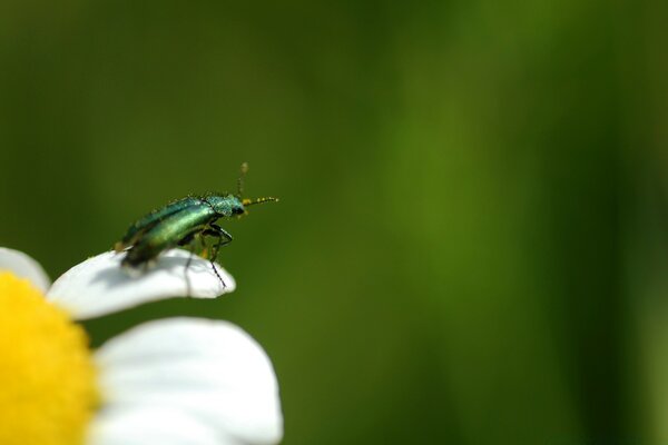 Variety of insects. Leaves and nature