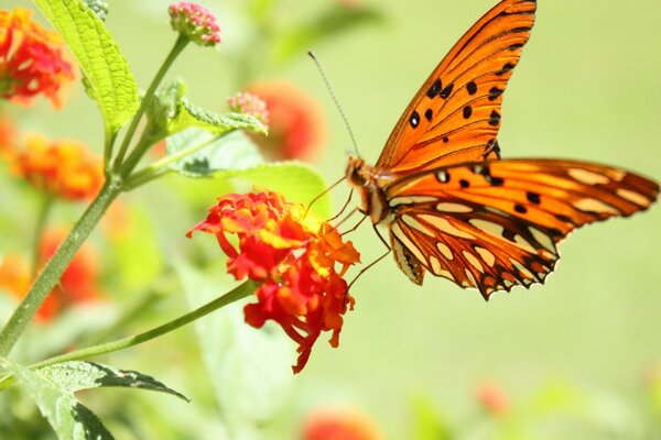 Mariposa natural en una hermosa flor