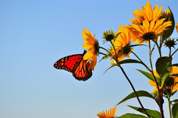 Bella farfalla sul fiore giallo