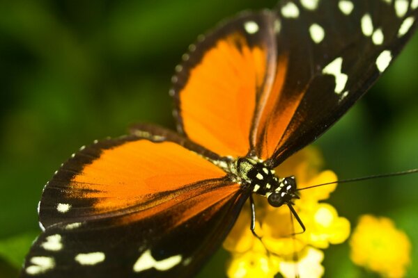 Papillon sauvage à l extérieur