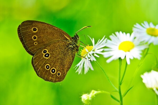 Margherite e farfalle in estate nella natura