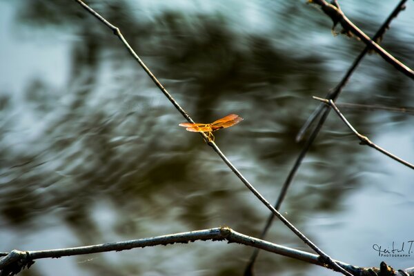 Libellule brillante sur une branche grise