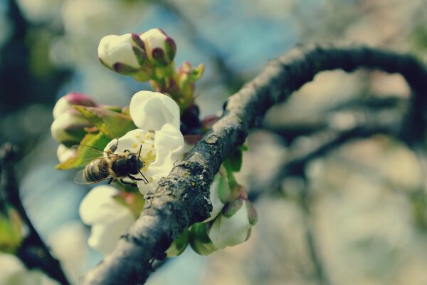 A bee is sitting on a flowering tree