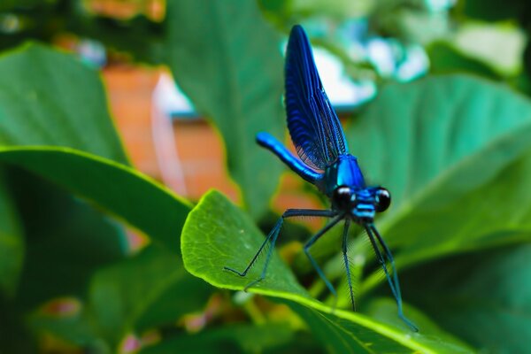 A blue dragonfly is sitting on a leaf