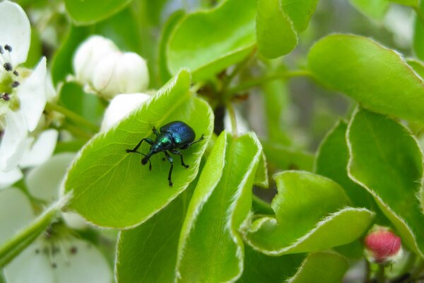 Scarabeo camaleonte su carta da parati foglia