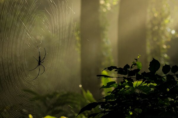 Spinne auf Spinnennetz im Wald im Garten