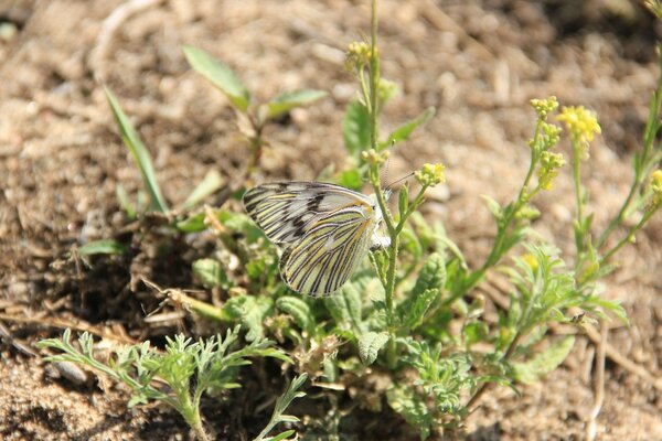 Naturaleza viva. Insectos en las flores