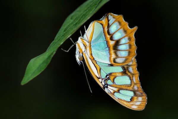 Mariposa de insectos Invertebrados naturales