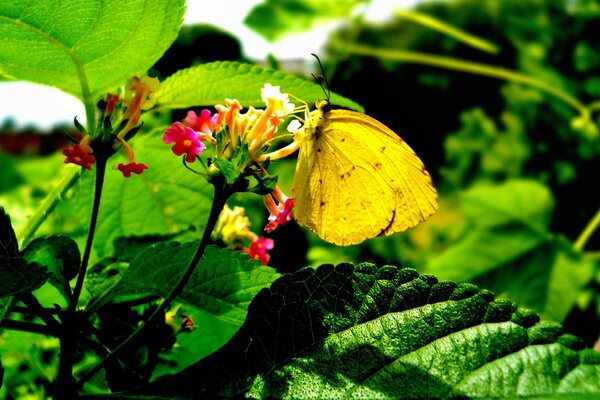 A butterfly sits on a flower in the garden