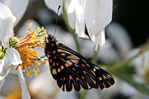 Beau papillon sur une fleur blanche