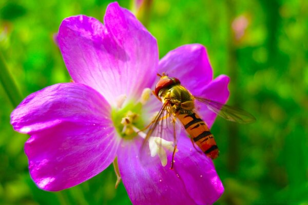 Fleur et insecte sur le bureau