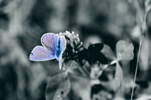 Owad motyl na liściu Natura lato