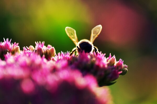 Eine Biene sitzt auf einer Schwefelblume