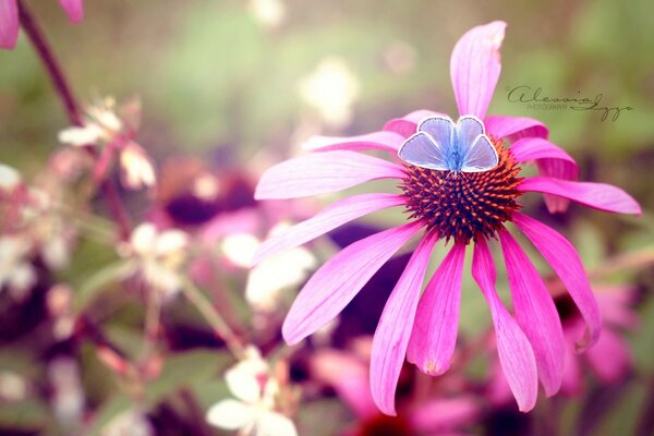 Beau papillon assis sur une fleur