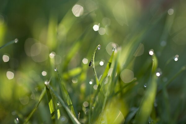 A bug is sitting on the grass in the raindrops