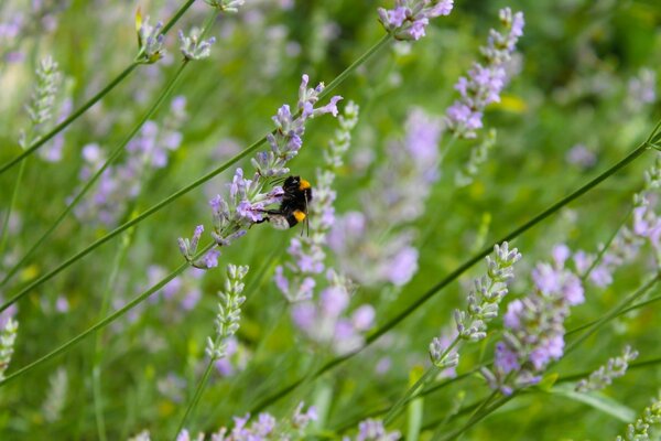 Auf den schönen Feuilletonblumen der Biene