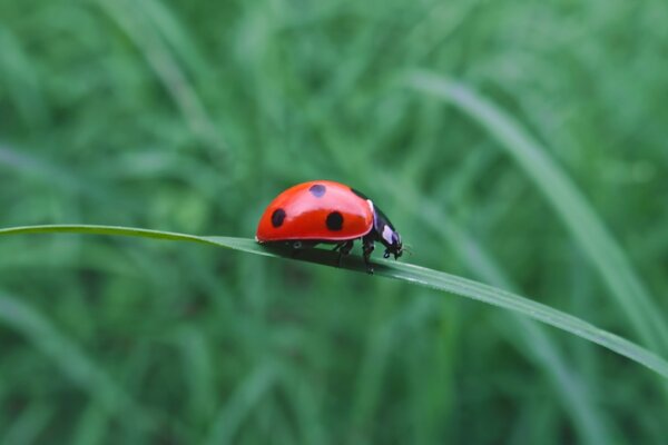 The insect sits on the grass in summer