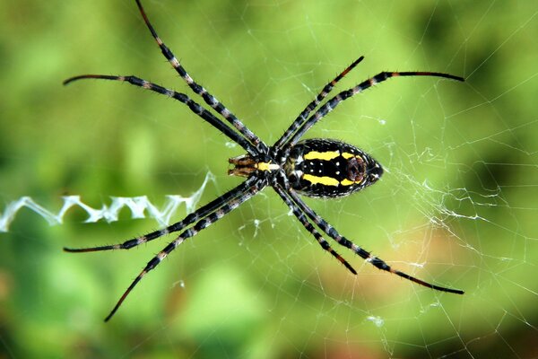 Aranha à espera de uma vítima na teia