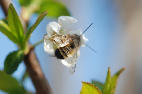 L ape bagna il fiore di polline