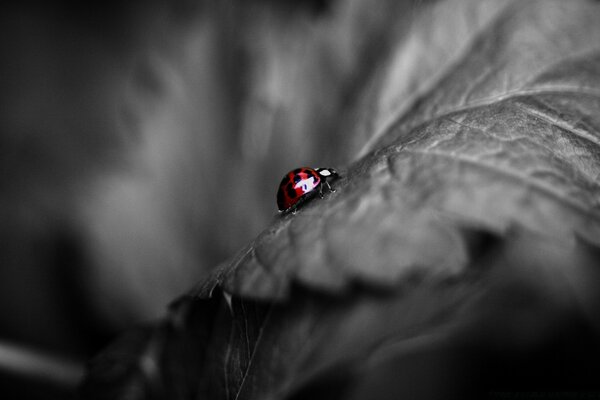 Coccinelle sur fond noir et blanc