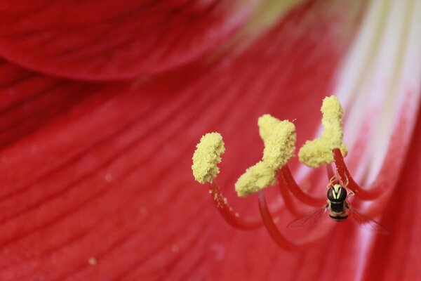 A bee collects honey from a flower in the garden