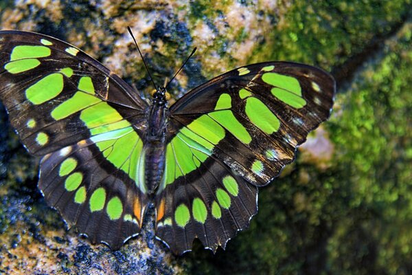 A green butterfly is sitting on a tree