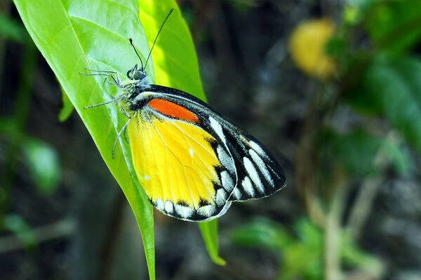 Ein mehrfarbiger Schmetterling sitzt draußen