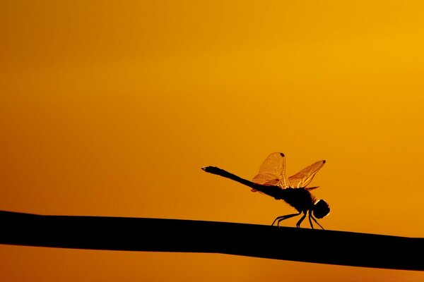 The insect landed on a branch at sunset