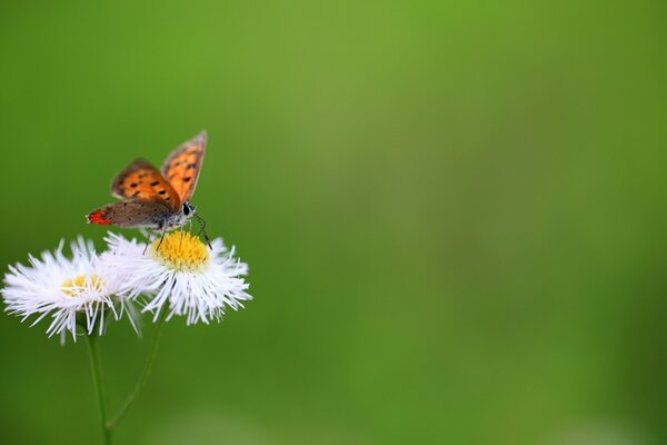 Schmetterling sitzt auf einem grünen Hintergrund der Blume