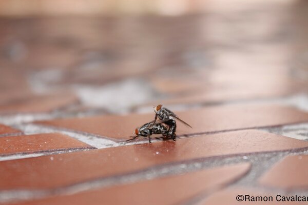 Two flies are sitting on the ground