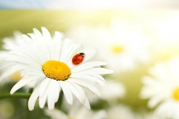 Imagen de la naturaleza, el verano y las margaritas con insectos