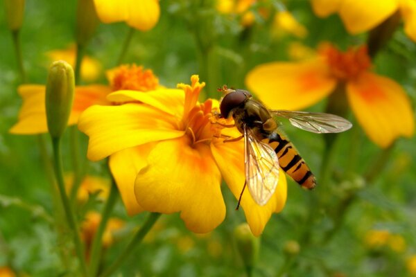 An insect sits on a yellow flower