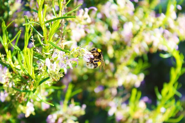 Die Wespe ist in der Natur. Garten und Insekten