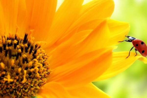 Coccinelle sur une fleur de calendula