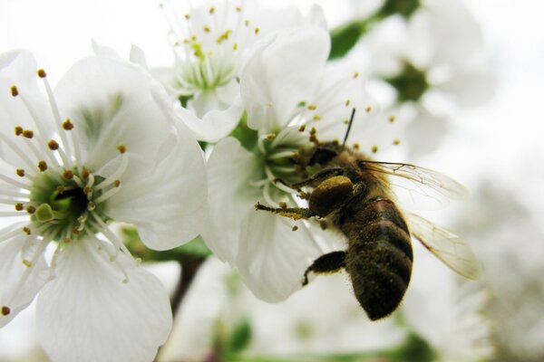 Die Natur ruhte auf einer weißen Blume