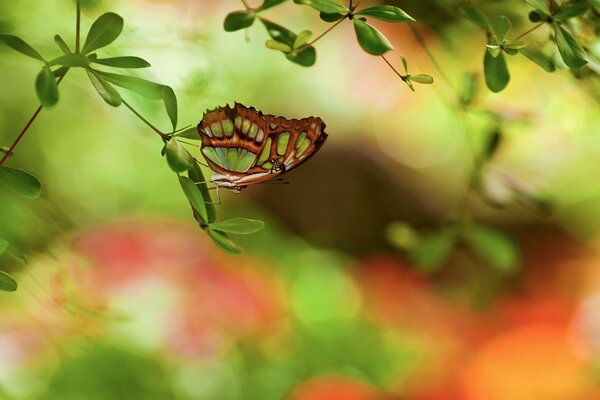 Mariposa en una rama en un Jardín de verano