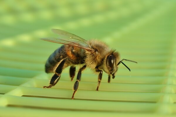 Una abeja se agachó en un enrejado verde