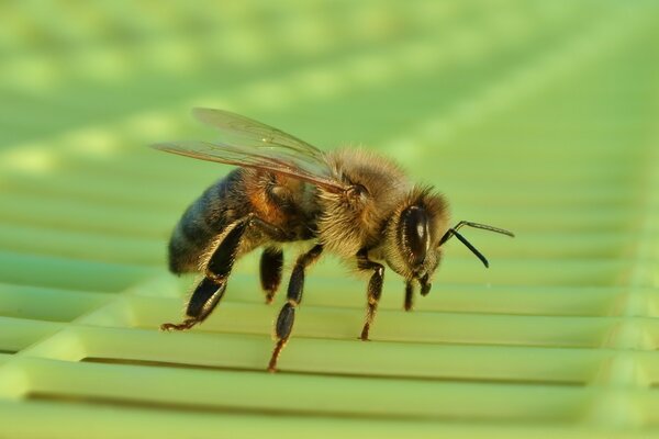 蜜蜂坐在绿色的格子上