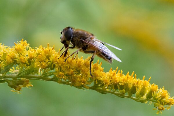 A bee on a yellow leaf in nature you will often see this